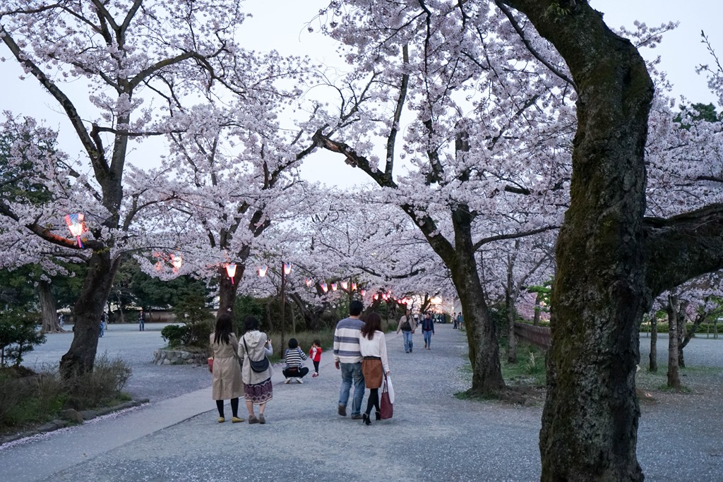 小田原オススメのお花見スポット 桜祭りと桜の名所 小田原がどっとこむ